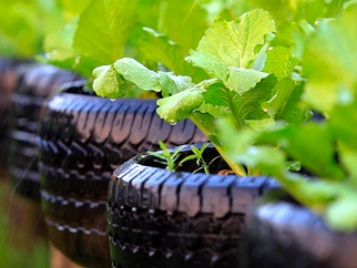 Green plants growing from pots made of car tyres.