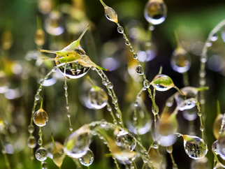Drops of dew on straws of grass.