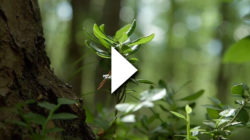 A forest with leaves in the foreground. A video play button on top.