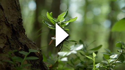 A forest with leaves in the foreground. A video play button on top.